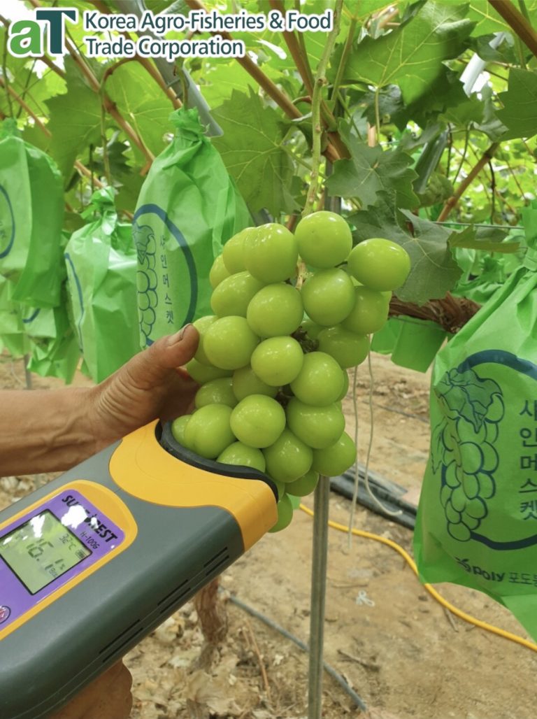 Nho Shine Muscat công nghệ cao từ Hàn Quốc