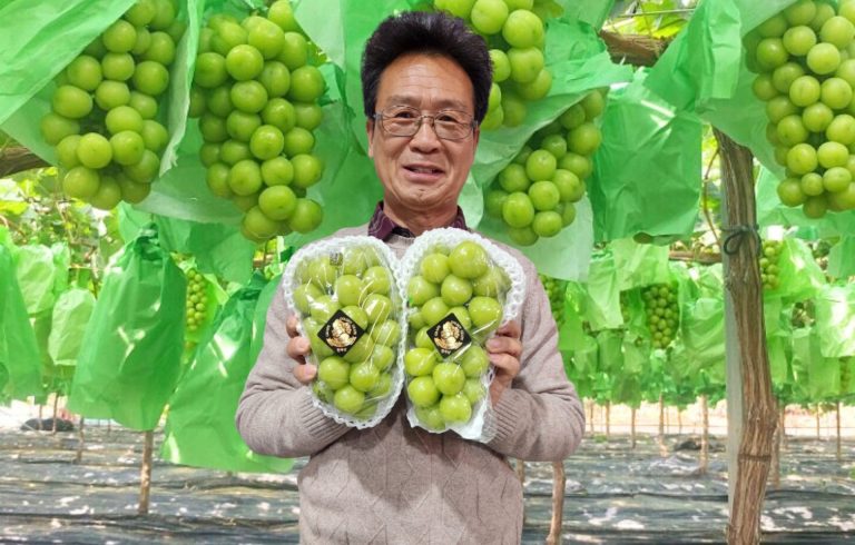 Nho Hàn Quốc chất lượng cao từ thành phố Sangju
