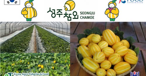 Dưa lê Hàn Quốc – sản phẩm nhập khẩu được yêu thích sắp có mặt tại Việt Nam